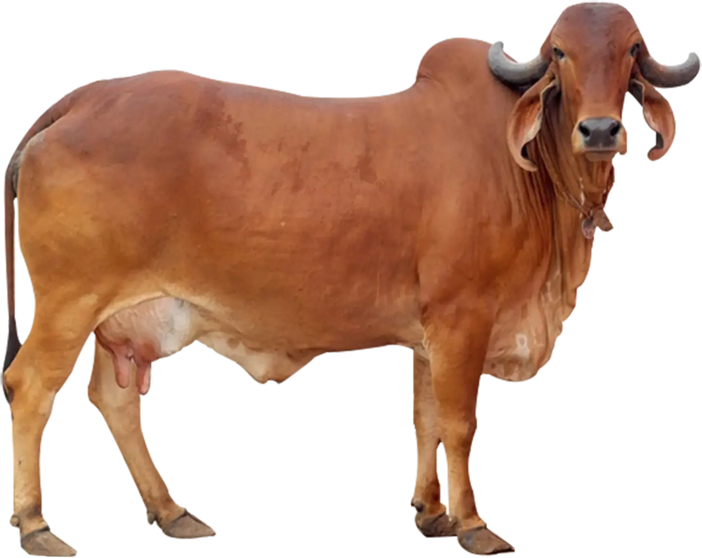 Happy Gir cow at Krishndev Dairy Farm, source of our A2 milk
